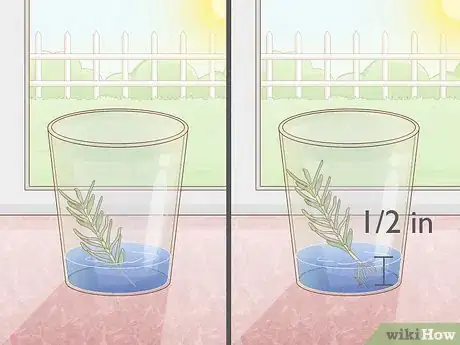 Imagen titulada Grow Rosemary Indoors Step 5