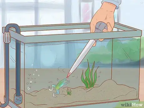 Imagen titulada Play with Your African Dwarf Frog Step 3