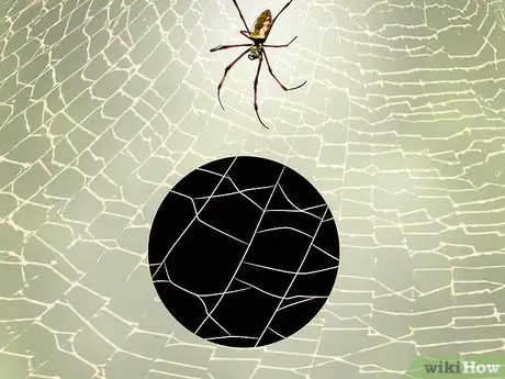 Imagen titulada Identify a Banana Spider Step 4