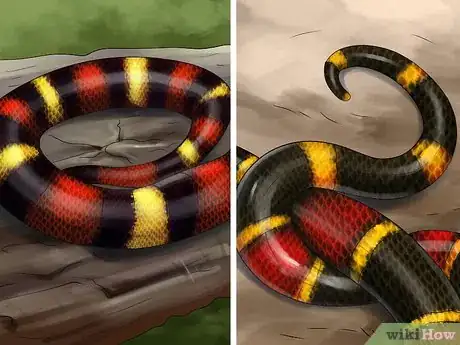 Imagen titulada Tell the Difference Between a King Snake and a Coral Snake Step 2