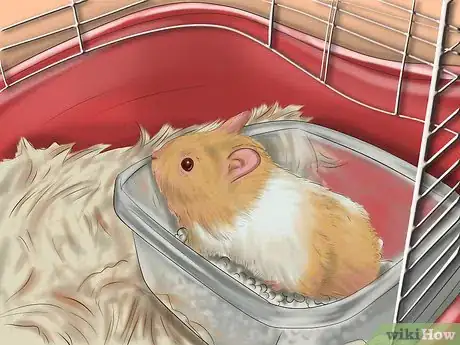 Imagen titulada Care for Roborovski Hamsters Step 3