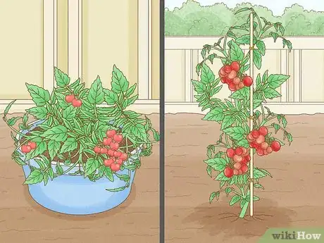 Imagen titulada Grow Tomatoes Indoors Step 1