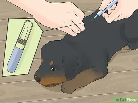 Imagen titulada Care for a Rottweiler Puppy Step 5