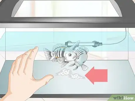 Imagen titulada Breed Convict Cichlids Step 11