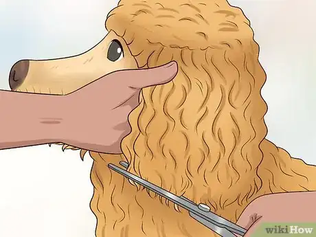 Imagen titulada Groom a Goldendoodle's Face Step 8