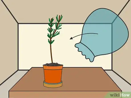 Imagen titulada Grow Cuttings from Established Plants Step 10