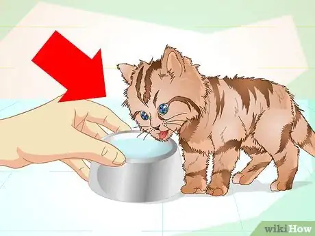 Imagen titulada Get a Sick Kitten to Eat Step 6