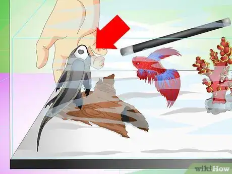 Imagen titulada Have a Happy Betta Fish Step 16