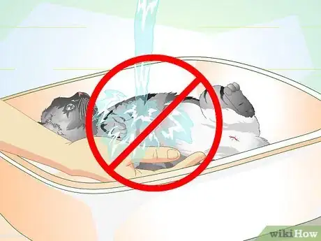 Imagen titulada Care for Your Cat After Neutering or Spaying Step 12