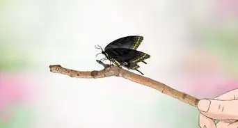 cuidar una oruga de mariposa cola de golondrina negra