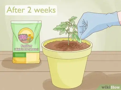 Imagen titulada Grow Tomatoes Indoors Step 8