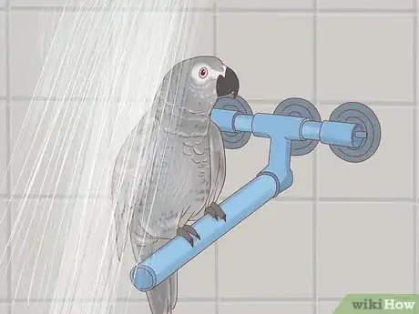 Imagen titulada Treat Feather Picking in African Grey Parrots Step 7