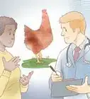 saber cuándo una gallina está lista para poner huevos