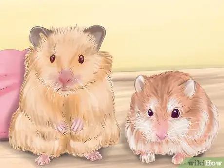 Imagen titulada Care for Roborovski Hamsters Step 13