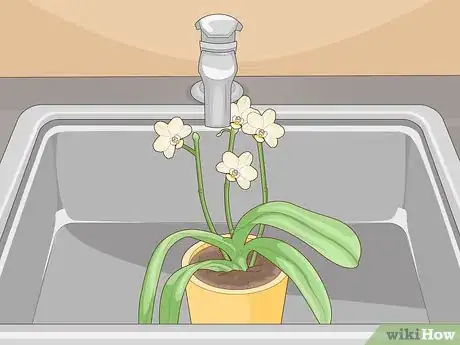 Imagen titulada Get Orchids to Rebloom Step 14