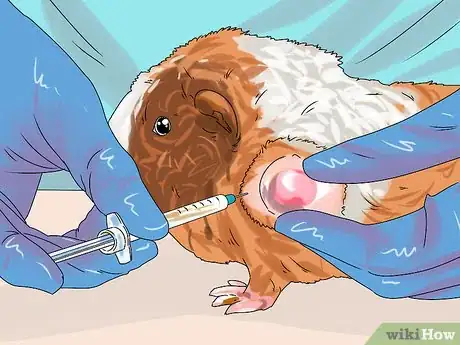 Imagen titulada Treat Lumps in Guinea Pigs Step 5