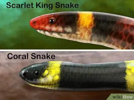 Imagen titulada Tell the Difference Between a King Snake and a Coral Snake Step 3