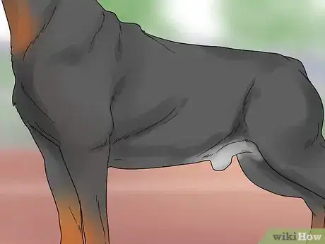 Imagen titulada Identify a Rottweiler Step 6