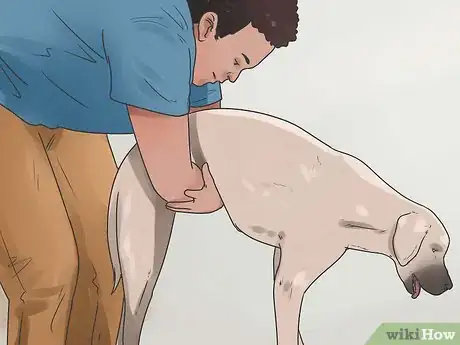 Imagen titulada Save a Choking Dog Step 11