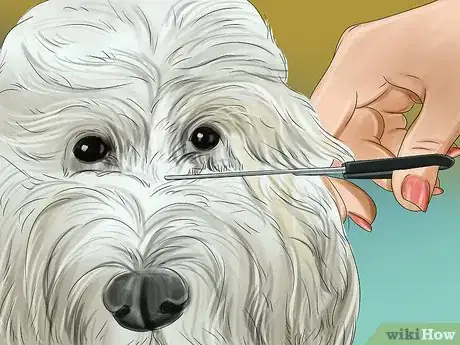 Imagen titulada Groom a Goldendoodle Step 8