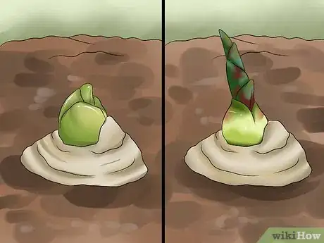 Imagen titulada Grow a Ginger Plant Step 8