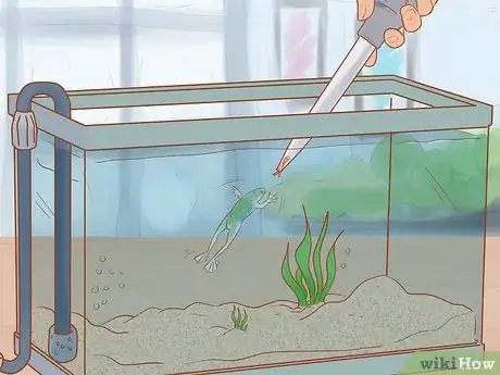 Imagen titulada Play with Your African Dwarf Frog Step 4