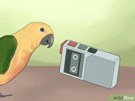 Imagen titulada Teach a Conure to Talk Step 10