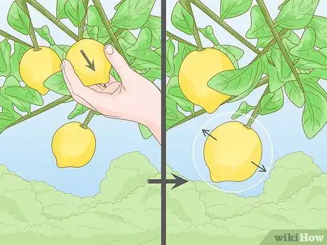 Imagen titulada Prune a Lemon Tree Step 12