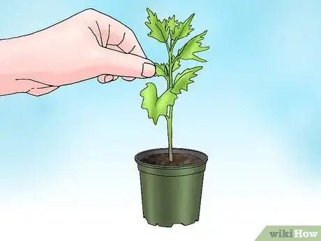 Imagen titulada Root Chrysanthemum Cuttings Step 11