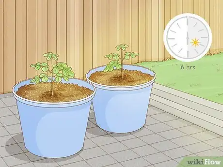 Imagen titulada Grow a Moringa Tree Step 7