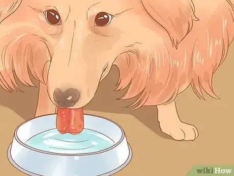 Imagen titulada Feed and Hydrate a Mother Dog Step 6