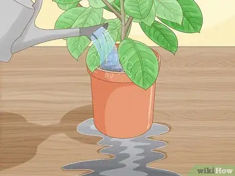 Imagen titulada Grow a Rubber Tree Step 11