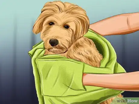 Imagen titulada Groom a Goldendoodle Step 4