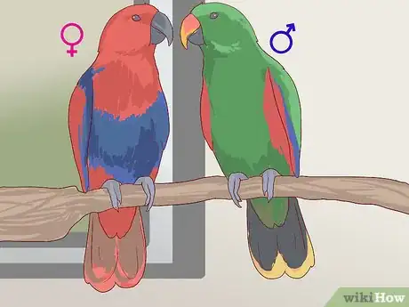 Imagen titulada Tell the Sex of Parrots Step 8