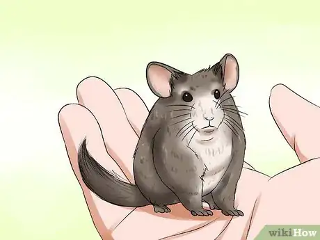 Imagen titulada Tame Your Chinchilla Step 8