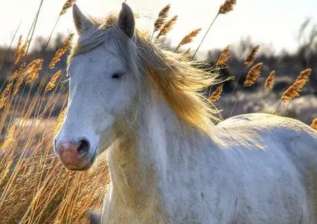 Imagen titulada Camargue horse