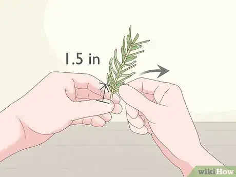 Imagen titulada Grow Rosemary Indoors Step 2