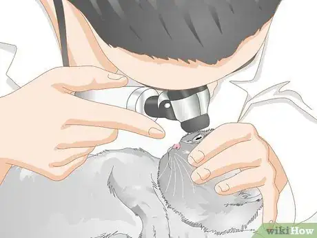 Imagen titulada Clean Gunk from Your Cat's Eyes Step 10