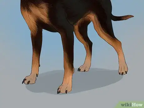 Imagen titulada Identify a Miniature Pinscher Step 4