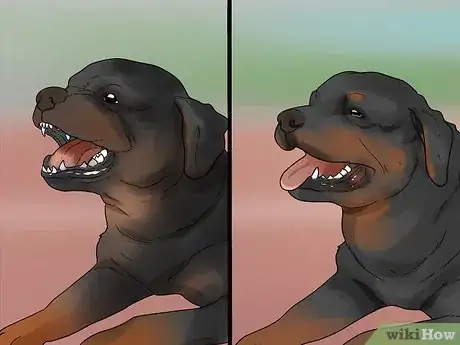 Imagen titulada Identify a Rottweiler Step 5