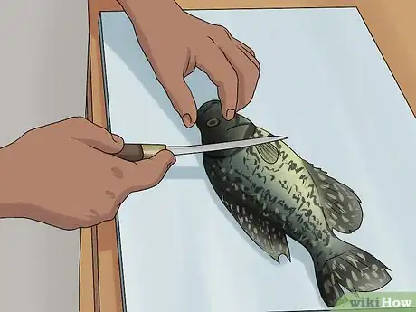 Imagen titulada Clean Crappie Step 1