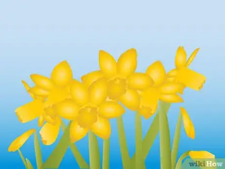 Imagen titulada Grow Daffodils Indoors Step 12