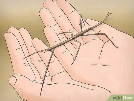 Imagen titulada Take Care of Stick Bugs Step 8