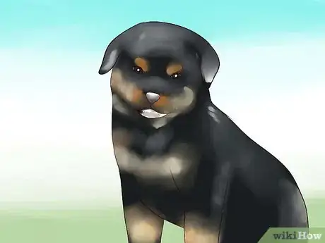 Imagen titulada Train Your Rottweiler Puppy With Simple Commands Step 1