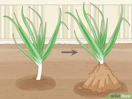 Imagen titulada Grow Leeks Step 7