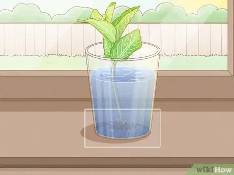 Imagen titulada Grow Mint in a Pot Step 10