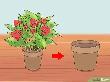 Imagen titulada Grow Anthurium Plants Step 8