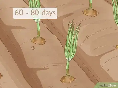 Imagen titulada Plant Sprouted Onions Step 9