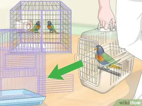 Imagen titulada Treat Psittacine Beak and Feather Disease in Lories and Lorikeets Step 13