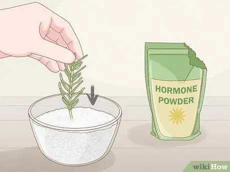 Imagen titulada Grow Rosemary Indoors Step 3